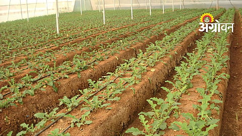 Drip Irrigation System