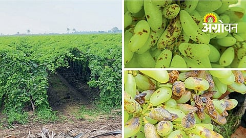 Grape Pest Management
