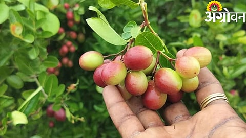 Karvanda Processing