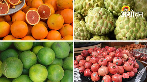 Orange, Sweet Lime Arrivals In Amravati Fruit Market