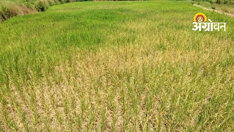 Crop Damage Surveys
