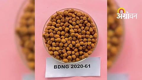 Chana Variety