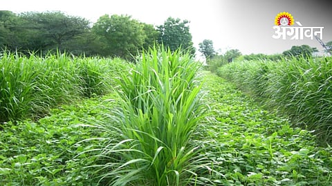 Fodder Production Programme 
