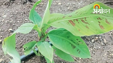 Kande Bag Banana Planting In Khandesh