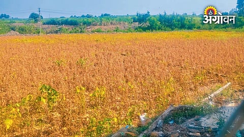 water scarcity affecting Khed farmers