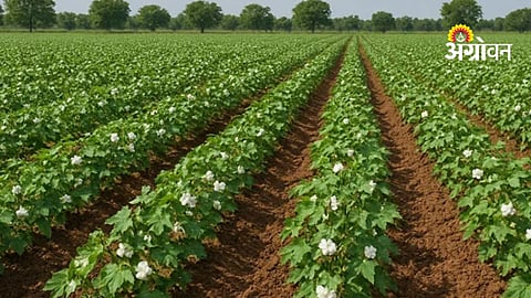 Cotton Farming Techniques