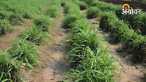 Pune district administration plan to increase fodder supply