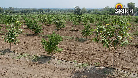 Farmer applying micronutrient fertilizer to crops to support plant health under drought, heat and salinity stress conditions