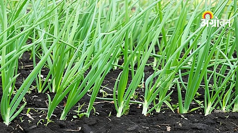 Onion Planting Preparations