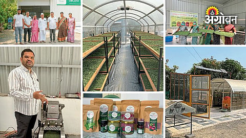 Mahesh Kadam's moringa startup in Ghodegaon Nevasa