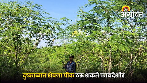 Drought resistant crops for Indian farmers
