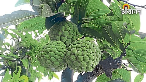 Impact of drought on custard apple farming