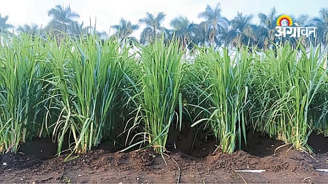 Sugarcane Fertilizer Management