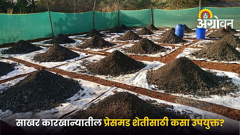 Sugarcane pressmud improves soil fertility