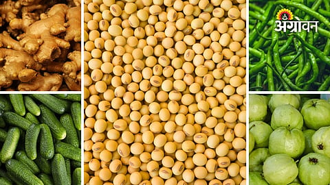 Daily agricultural commodity price updates in Maharashtra