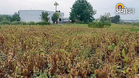 Impact of weak monsoon on Kharif crops in India