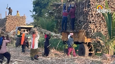 Manual Sugarcane Harvesting