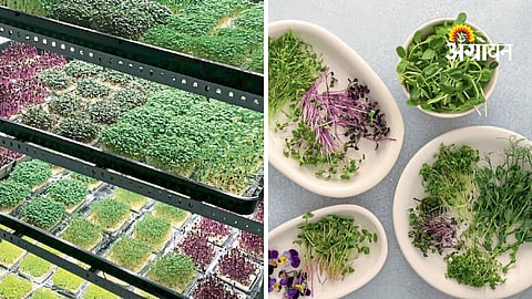Microgreen Farming