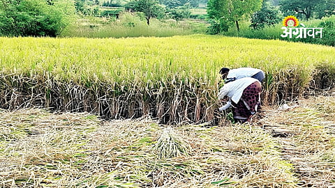 Rice Harvesting Costs