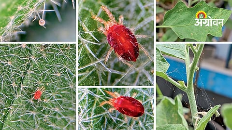 Spider Mite Issue