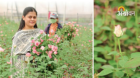 Quality Rose Production