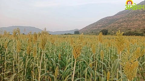 Fodder Management 