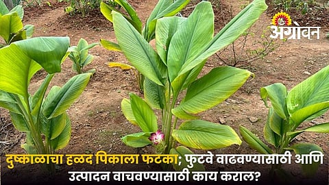 Improve turmeric growth under water scarcity