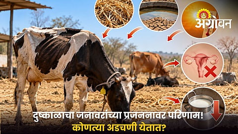 Drought and Animal Fertility