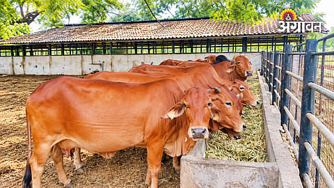 Government planning for fodder production in Maharashtra
