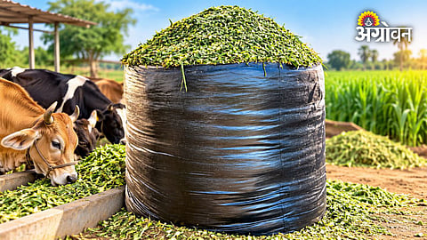 Fodder cultivation schemes for dairy farmers