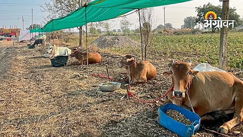Rural Livelihoods