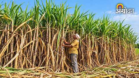 Farmers demand immediate sugarcane price declaration