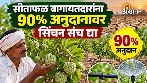 Government support for custard apple growers in Maharashtra
