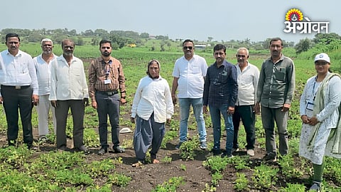 Impact of drought on farmers in Purandar taluka