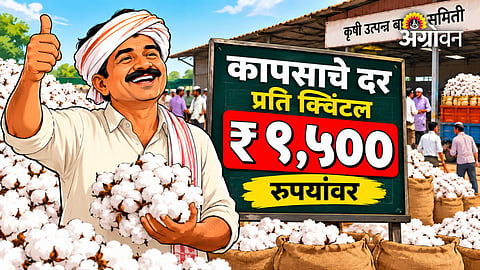 Cotton market news and price updates Maharashtra