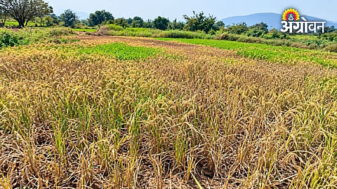 Crop damage due to low monsoon rainfall in Pune district