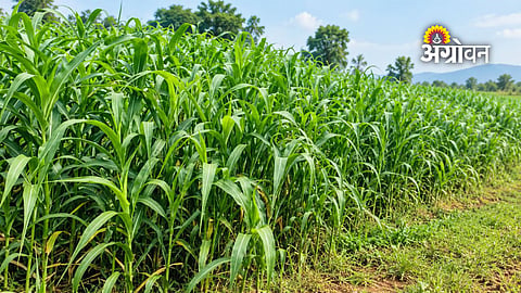 Animal feed availability during drought conditions