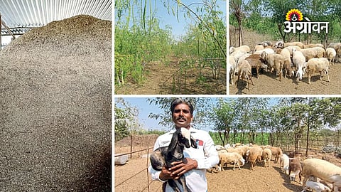 Sheep farming business opportunities in Maharashtra