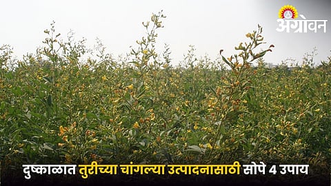 Drought Management in Pigeon Pea