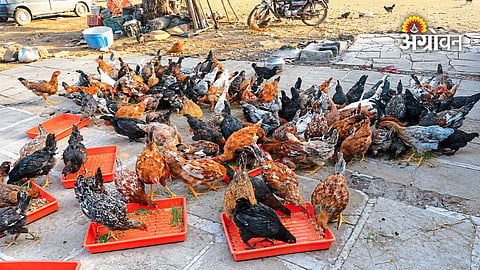 Hydroponic fodder farming during drought in Maharashtra