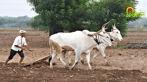 Rabi Sowing