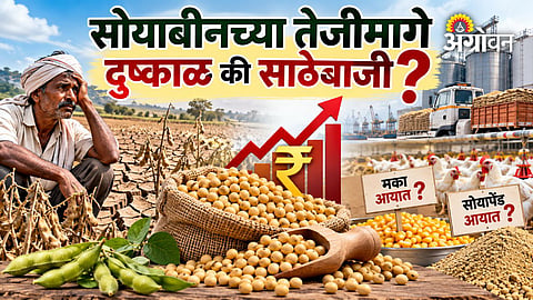 Soybean production forecast and price outlook in India