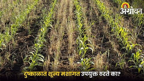 Benefits of zero tillage during drought