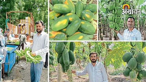 Khandesh papaya demand in Delhi markets