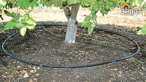 Citrus Orchard Management