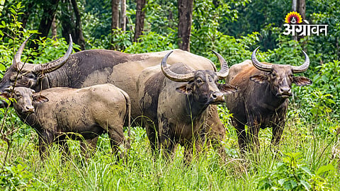 Forest conservation and wildlife protection in Maharashtra