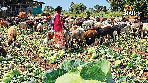 Vegetable farmers face losses in Pune district