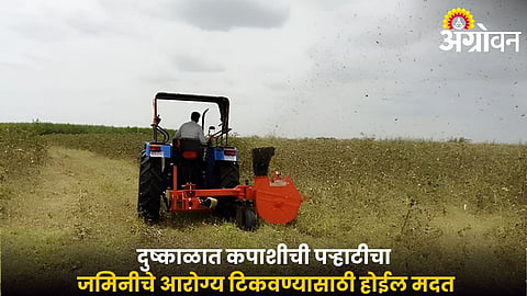 Benefits of shredding cotton stalks in the field