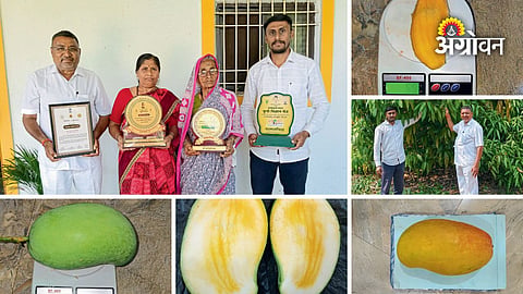 Junnar Gold mango variety developed by Bharat Jadhav