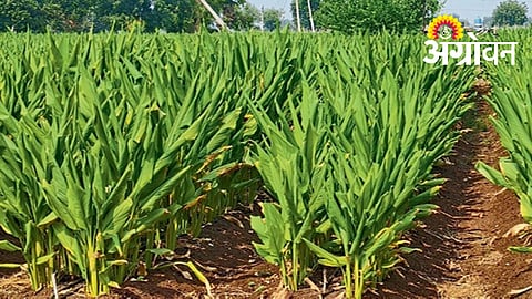Turmeric Crop Condition